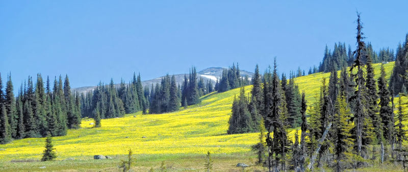 A sea of Glacier Lilies, Trophy Mountain meadows, Wells Gray Park, BC